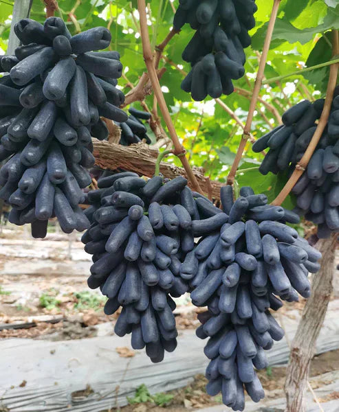 🍇Sweet Sapphire Grapes Seeds (Pack Of 20)