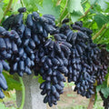 🍇Sweet Sapphire Grapes Seeds (Pack Of 20)